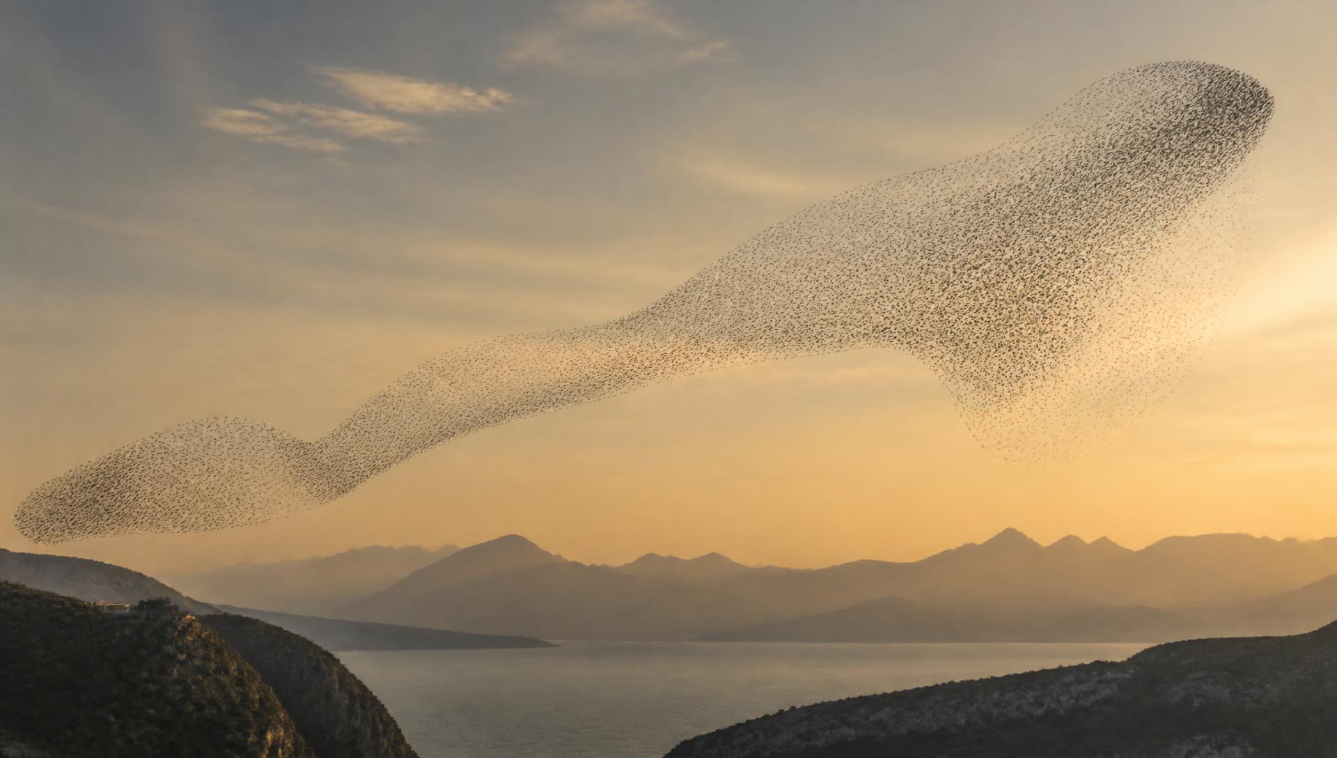 A murmuration of starlings over a coastline at dusk